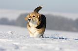 CORGI PEMBROKE 960